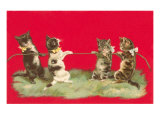 Kittens Playing Tug of War