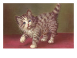 Tabby Kitten