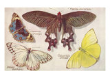 Varieties of Butterfly