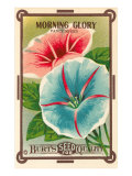 Morning Glory Seed Packet