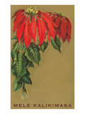 Mele Kalikimaka  Poinsettias