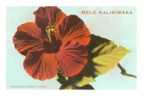 Mele Kalikimaka  Hibiscus Blossom