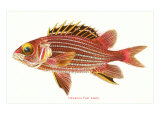 Hawaiian Fish  Alaihi