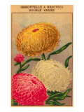 French Dahlia Seed Packet