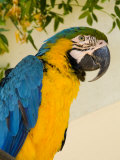 Colorful Macaw Bird  Chichicastenango  Guatemala