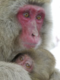 Baby Snow Monkey Clinging to Mother  Jigokudani Monkey Park  Japan