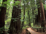 Old Redwood Trees  Muir Woods  San Francisco  California  USA