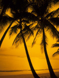 Sunset and Palms  San Juan  Puerto Rico