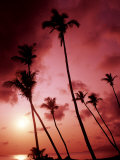 Sunset and Palms  Nevis  Caribbean