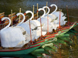 Swanboats  Public Garden  Boston  Massachusetts  USA