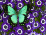 Albertisi Swallowtail on Flowers