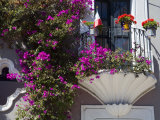 Bouganvilla Blooming  San Miguel De Allende  Guanajuato State  Mexico