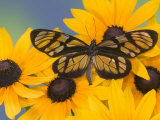 The Spotted Amerwing Butterfly on Flowers