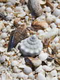 Shells on The Beach  Puerto Telchac  Mexico