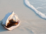 Conch Shell At Sunset  St Martin  Caribbean