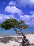 Lone Divi Tree  Aruba  Caribbean