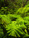 Lush tropical greenery in Hawaii Volcanoes National Park  Big Island  Hawaii