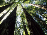 Old Redwood Trees  Muir Woods  California  USA