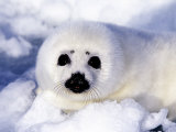 Harp Seal Pup  Gulf of St Lawrence  Quebec  Canada