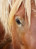 Feral Horse colt running in the high sagebrush  Cody  Wyoming  USA