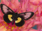 Miyana Meyeri Butterfly on Flowers
