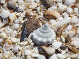 Shells on The Beach  Puerto Telchac  Mexico