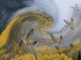 Abstract Simulation of Hummingbirds  Woodland Park  Colorado  USA