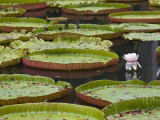 Giant Water Lilys  SSR Botanical Gardens  Pamplemousses  Mauritius