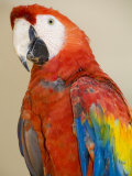 Colorful Macaw Bird  Chichicastenango  Guatemala
