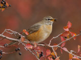 American Robin in Black Hawthorn  Grand Teton National Park  Wyoming  USA