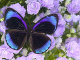 The Midnight Blue Butterfly from Peru