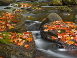Red Maple Leaves  Little Carp River  Porcupine Mountains State Park  Michigan  USA