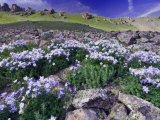 Mountains and Wildflowers  Ouray  San Juan Mountains  Rocky Mountains  Colorado  USA