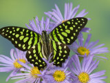 The Tailed Jay Butterfly on Flowers