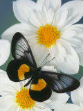 Miyana Meyeri Butterfly on Flowers