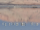 American Avocet  Salton Sea Area  Imperial County  California  USA