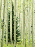 Silver FIr in Aspen Grove  White River National Forest  Colorado  USA