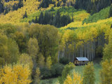 Log Cabin in Fall Colors  Dolores  San Juan National Forest  Colorado  USA