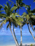Palm Lined Beach  Cook Islands