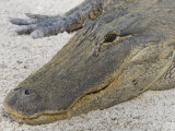 Florida Alligator  Big Cypress Seminole Reservation  Florida  USA