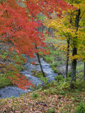 Coles Creek lined Autumn Maple Trees  Houghton  Michigan  USA