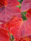 Pinot Noir Red Leaves  Willamette Valley  Oregon  USA