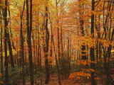 Autumn forest  Blue Ridge Parkway  Virginia  USA