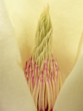 Closeup of Yulan Magnolia blossom