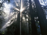 Redwoods in fog  Redwood National Park  California  USA
