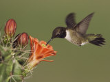 Black-Chinned Hummingbird  Uvalde County  Hill Country  Texas  USA