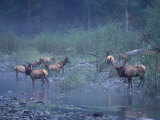Roosevelt Elk Herd  Olympic National Park  Washington  USA