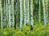 Aspen and Goldenrod  Uinta-Wasatch-Cache National Forest  Utah  USA
