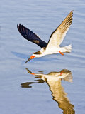 Black Skimmer Fishing on Laguna Madre  South Padre Island  Texas  USA