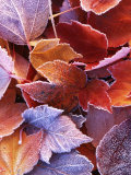 Frosted Maple leaves  Spokane County  Washington  USA